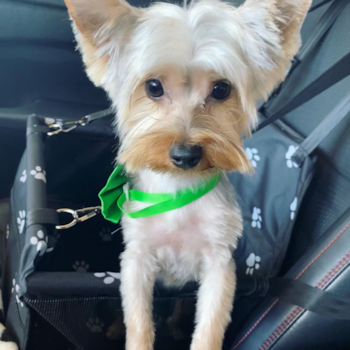Loki, a Yorkshire Terrier puppy from Phoenix, Arizona Loki, a Yorkshire Terrier puppy from Phoenix, Arizona
