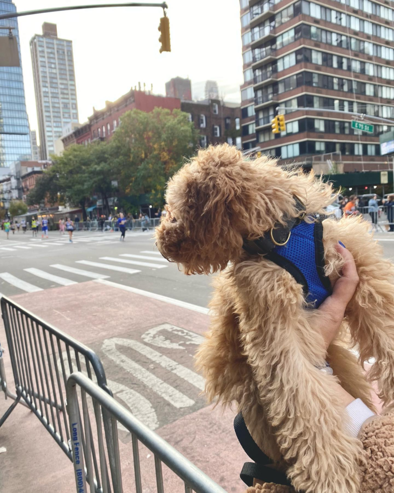 New York Mini Goldendoodle Pup