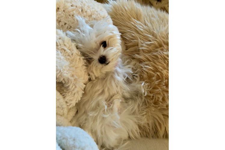 Meet Sophie - our Maltese Puppy Photo 1/2 - Premier Pups