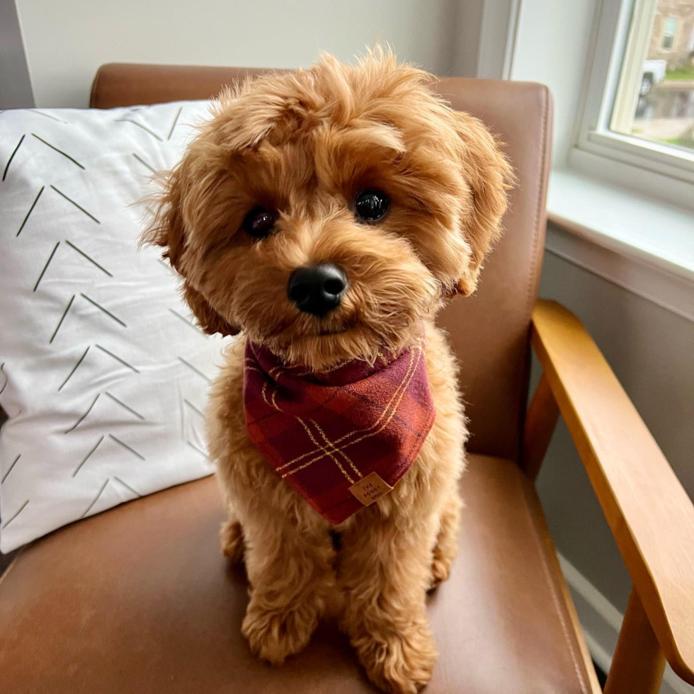 Cute Cavapoo Pup in Frederick MD