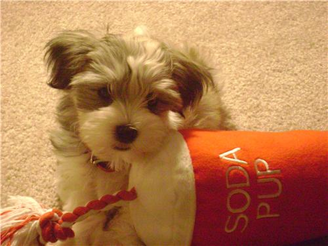 Napoleon (Jake) - Havanese Puppy For Sale Premier Pups Napoleon (Jake) - Havanese Puppy For Sale Premier Pups
