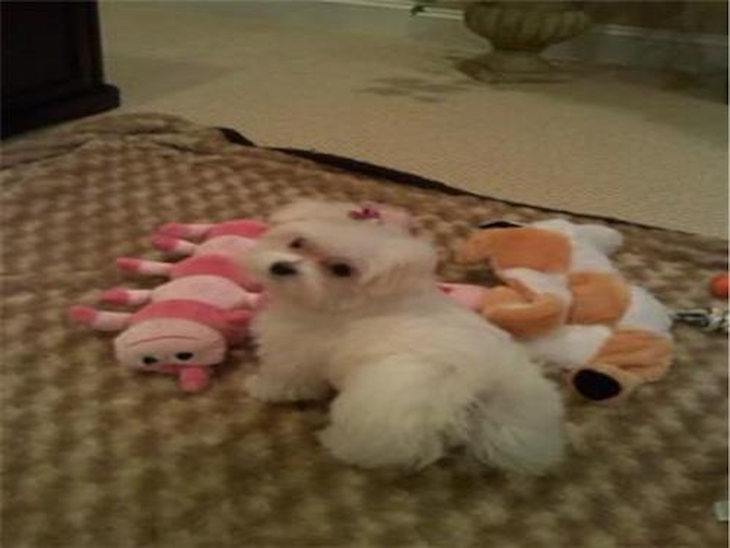 Pandora - Maltese Puppy For Sale Premier Pups Pandora - Maltese Puppy For Sale Premier Pups