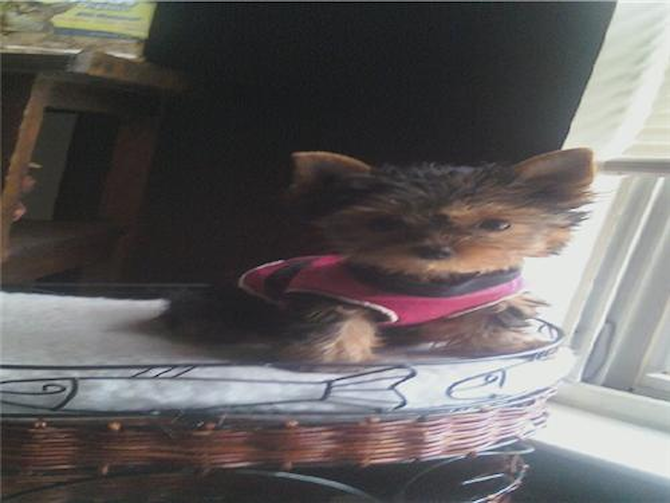 Twinkie-Formerly Tbell - Yorkshire Terrier Puppy For Sale Premier Pups Twinkie-Formerly Tbell - Yorkshire Terrier Puppy For Sale Premier Pups