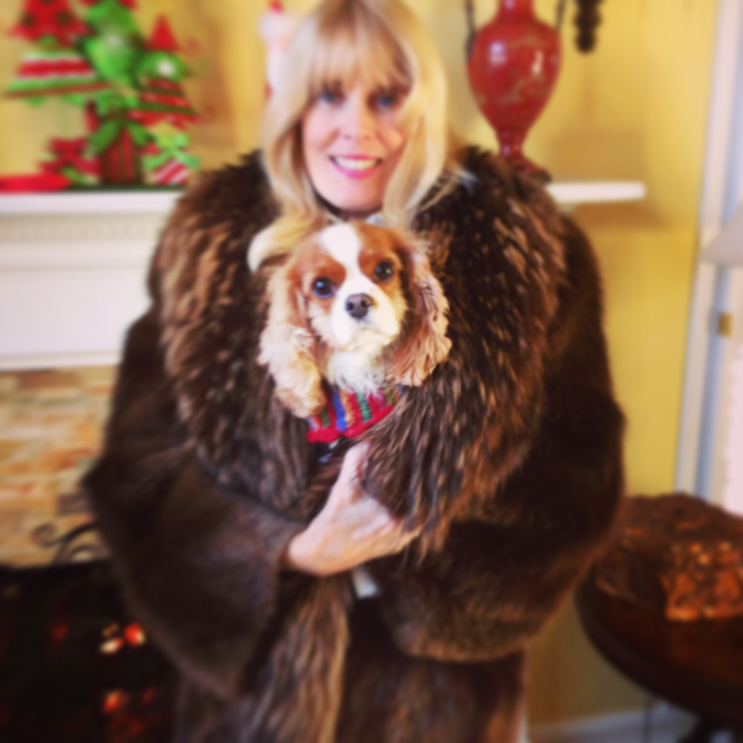 LEXI - King Charles Spaniel Puppy For Sale Premier Pups LEXI - King Charles Spaniel Puppy For Sale Premier Pups