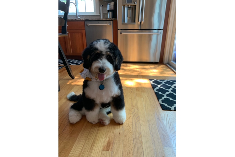 Meet Mac - our Mini Bernedoodle Puppy Photo 1/3 - Premier Pups