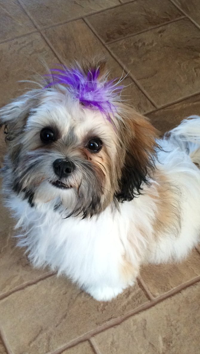 Leah - Teddy Bear Puppy For Sale Premier Pups Leah - Teddy Bear Puppy For Sale Premier Pups