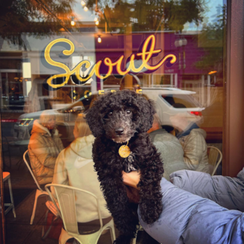Scout, a Mini Labradoodle puppy from Burbank CA