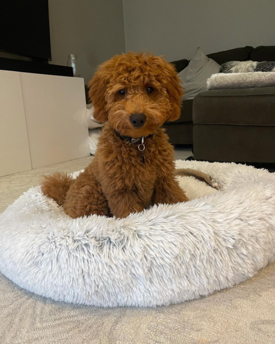 Small Mini Goldendoodle Pup in Boston MA