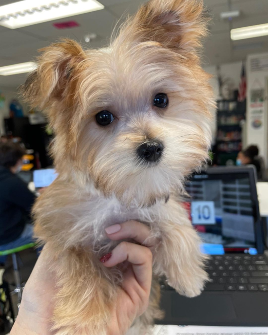 Sweet Morkie Pup in Parker CO