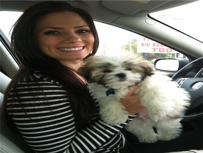 Fredo - Havanese Puppy For Sale Premier Pups Fredo - Havanese Puppy For Sale Premier Pups