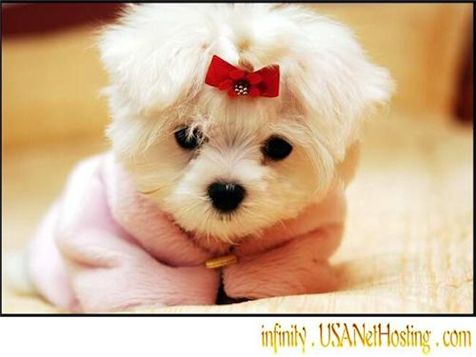sadie - Maltese Puppy For Sale Premier Pups sadie - Maltese Puppy For Sale Premier Pups