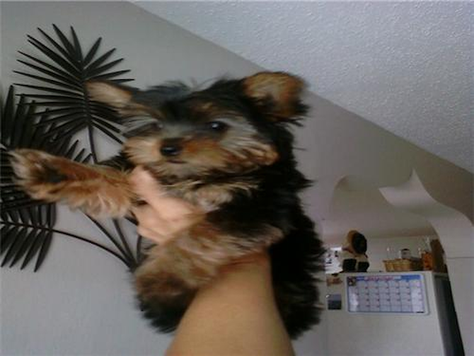 Sophie (tinkerbell) - Yorkshire Terrier Puppy For Sale Premier Pups Sophie (tinkerbell) - Yorkshire Terrier Puppy For Sale Premier Pups
