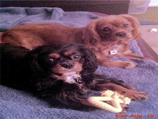 Norman and Pierre - Cavalier King Charles Spaniel Puppy For Sale Premier Pups Norman and Pierre - Cavalier King Charles Spaniel Puppy For Sale Premier Pups