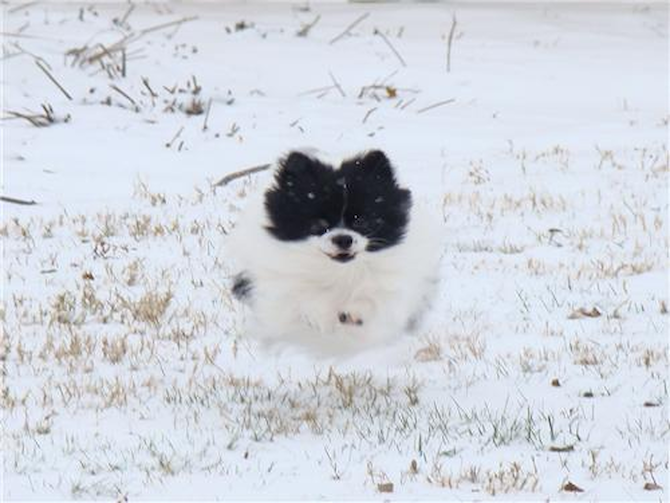 Beans - Pomeranian Puppy For Sale Premier Pups Beans - Pomeranian Puppy For Sale Premier Pups