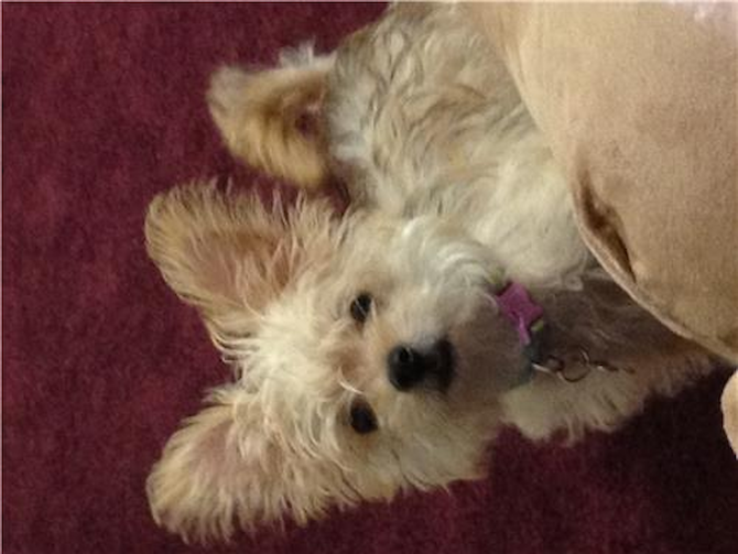Avi (Christina) - Morkie Puppy For Sale Premier Pups Avi (Christina) - Morkie Puppy For Sale Premier Pups