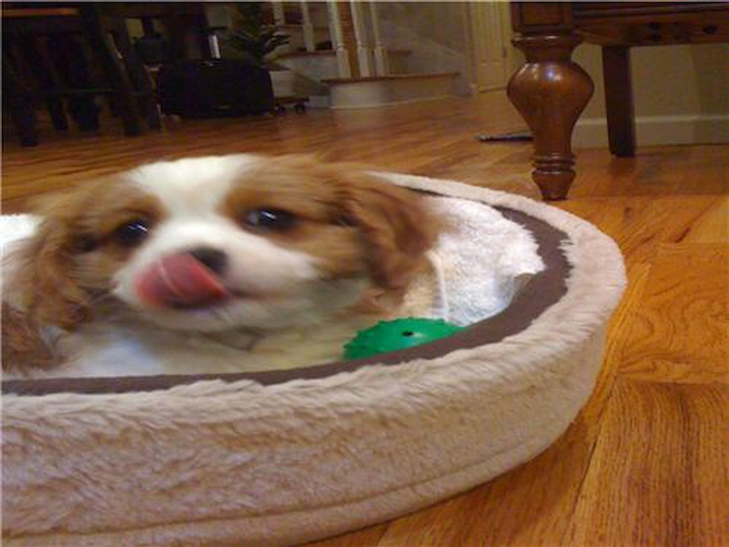 Princess Ruby - Cavalier King Charles Spaniel Puppy For Sale Premier Pups Princess Ruby - Cavalier King Charles Spaniel Puppy For Sale Premier Pups