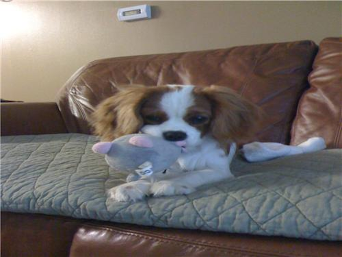 Princess Ruby - Cavalier King Charles Spaniel Puppy For Sale Premier Pups Princess Ruby - Cavalier King Charles Spaniel Puppy For Sale Premier Pups