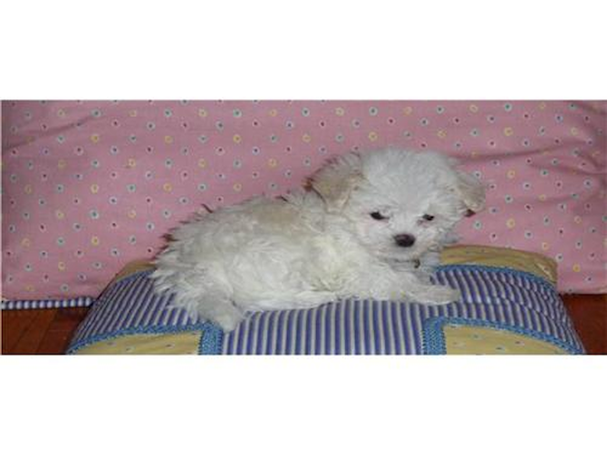 Missy - Maltipoo Puppy For Sale Premier Pups Missy - Maltipoo Puppy For Sale Premier Pups