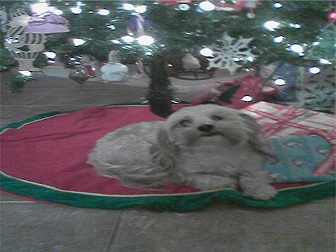 cody - Morkie Puppy For Sale Premier Pups cody - Morkie Puppy For Sale Premier Pups