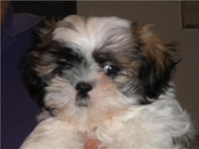 SOPHIE GRACE HATFIELD (WAS MYA) - Shih Tzu Puppy For Sale Premier Pups SOPHIE GRACE HATFIELD (WAS MYA) - Shih Tzu Puppy For Sale Premier Pups