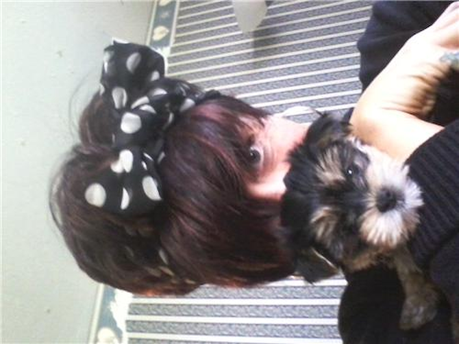 Daisy - Morkie Puppy For Sale Premier Pups Daisy - Morkie Puppy For Sale Premier Pups