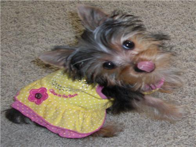 Anabel - Yorkshire Terrier Puppy For Sale Premier Pups Anabel - Yorkshire Terrier Puppy For Sale Premier Pups