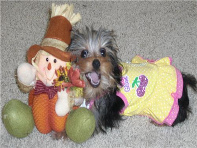 Anabel - Yorkshire Terrier Puppy For Sale Premier Pups Anabel - Yorkshire Terrier Puppy For Sale Premier Pups