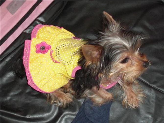 Anabel - Yorkshire Terrier Puppy For Sale Premier Pups Anabel - Yorkshire Terrier Puppy For Sale Premier Pups