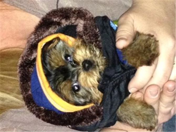 Ricky Bobby(Rascal) - Yorkshire Terrier Puppy For Sale Premier Pups Ricky Bobby(Rascal) - Yorkshire Terrier Puppy For Sale Premier Pups