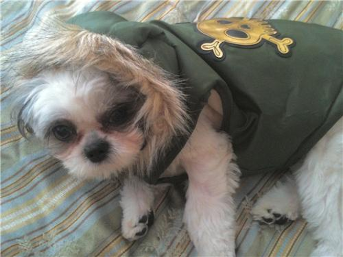 NINI - Shih Tzu Puppy For Sale Premier Pups NINI - Shih Tzu Puppy For Sale Premier Pups