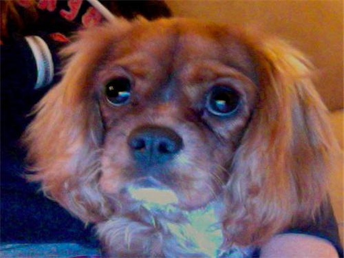 Genevieve (formerly Ruby) - Cavalier King Charles Spaniel Puppy For Sale Premier Pups Genevieve (formerly Ruby) - Cavalier King Charles Spaniel Puppy For Sale Premier Pups