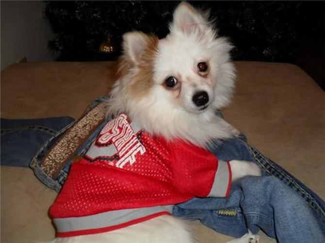 Oscar - Pomeranian Puppy For Sale Premier Pups Oscar - Pomeranian Puppy For Sale Premier Pups