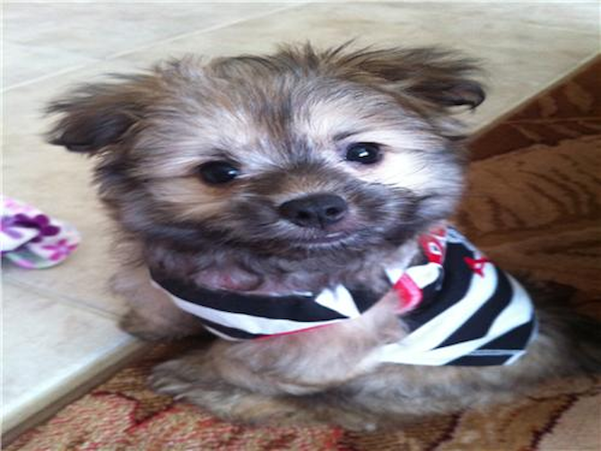 Morgan - Maltipom Puppy For Sale Premier Pups Morgan - Maltipom Puppy For Sale Premier Pups
