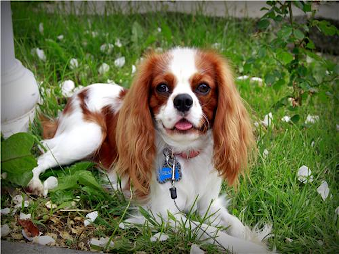 Remy (formerly Charles) - Cavalier King Charles Spaniel Puppy For Sale Premier Pups Remy (formerly Charles) - Cavalier King Charles Spaniel Puppy For Sale Premier Pups