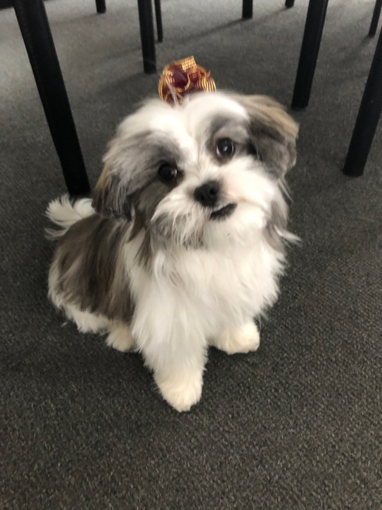 Happy Teddy Bear Pup