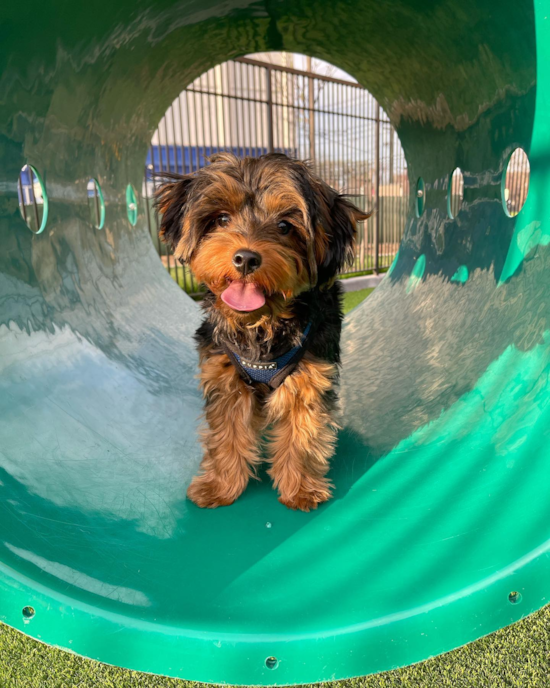 Cute Yorkie Poo Pup in Jersey City NJ