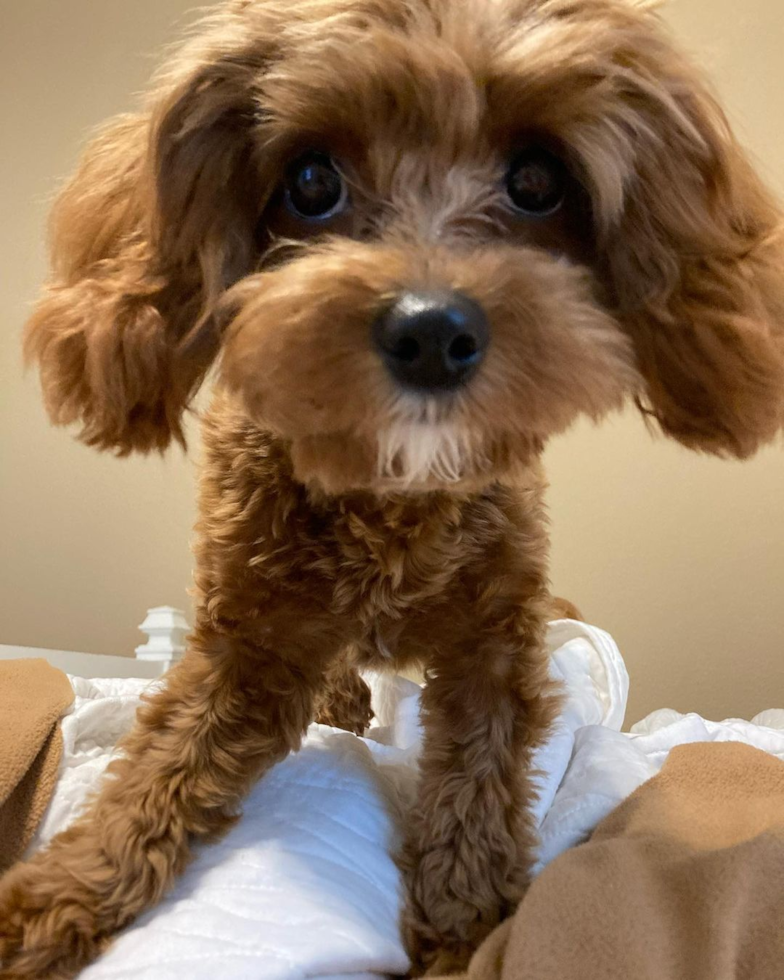 Sweet Cavapoo Pup in Pearland TX