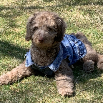 Maria Lidia Georgieff, a Mini Labradoodle puppy from Randolph NJ Maria Lidia Georgieff, a Mini Labradoodle puppy from Randolph NJ
