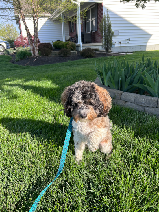 Smart Cockapoo Poodle Mix Pup