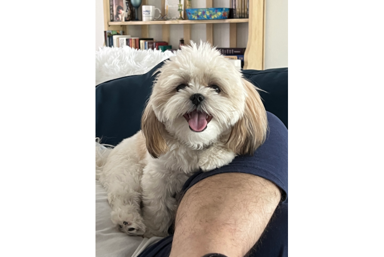 Meet Rizzo - our Teddy Bear Puppy Photo 1/3 - Premier Pups