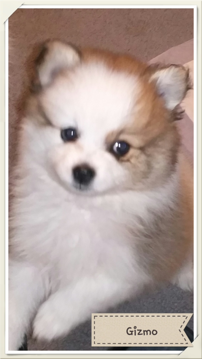 Gizmo - Pomeranian Puppy For Sale Premier Pups Gizmo - Pomeranian Puppy For Sale Premier Pups