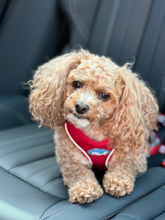 Poodle