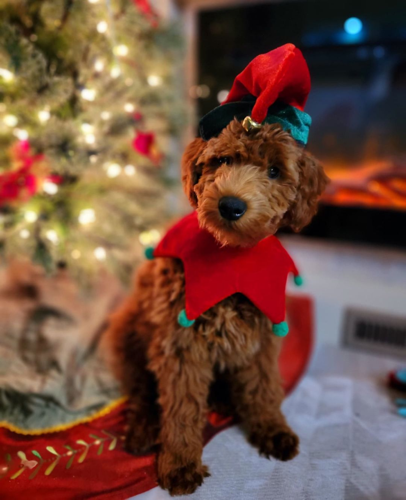 Fluffy Mini Goldendoodle Poodle Mix Pup