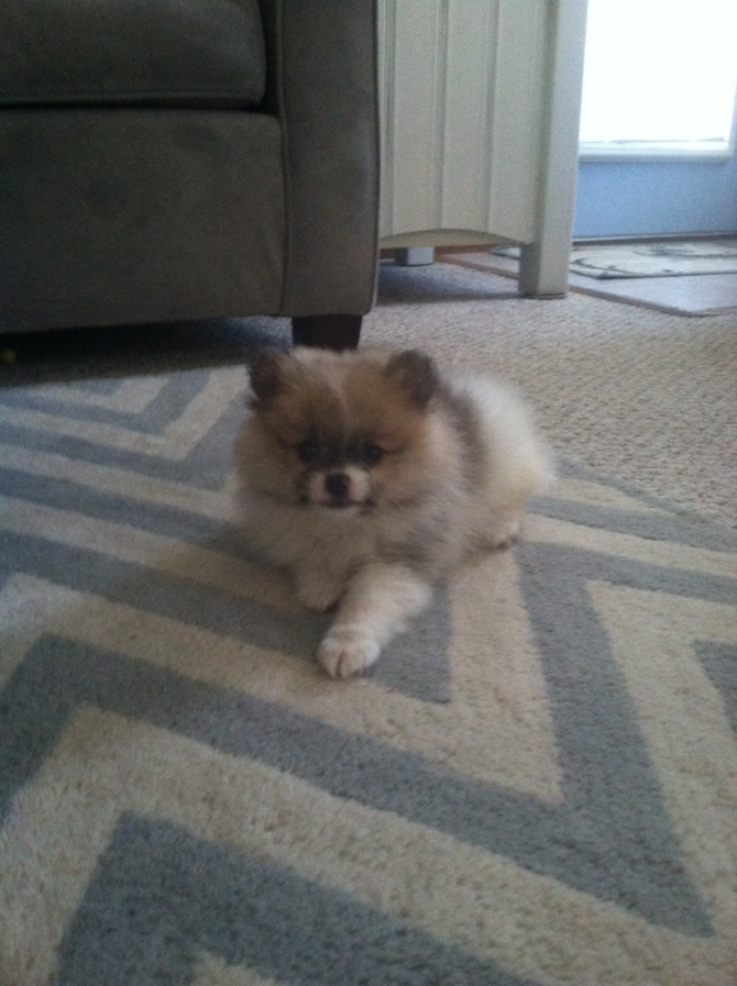 Dom ( was Anthony) - Pomeranian Puppy For Sale Premier Pups Dom ( was Anthony) - Pomeranian Puppy For Sale Premier Pups