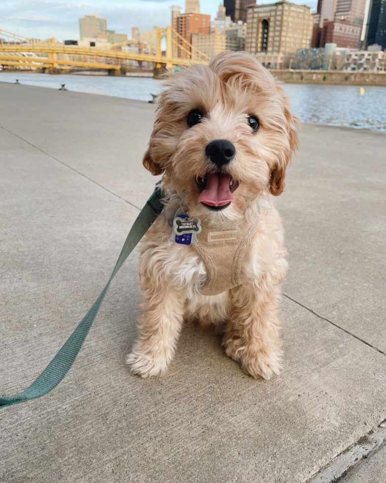Small Cavachon Pup in Pittsburgh PA