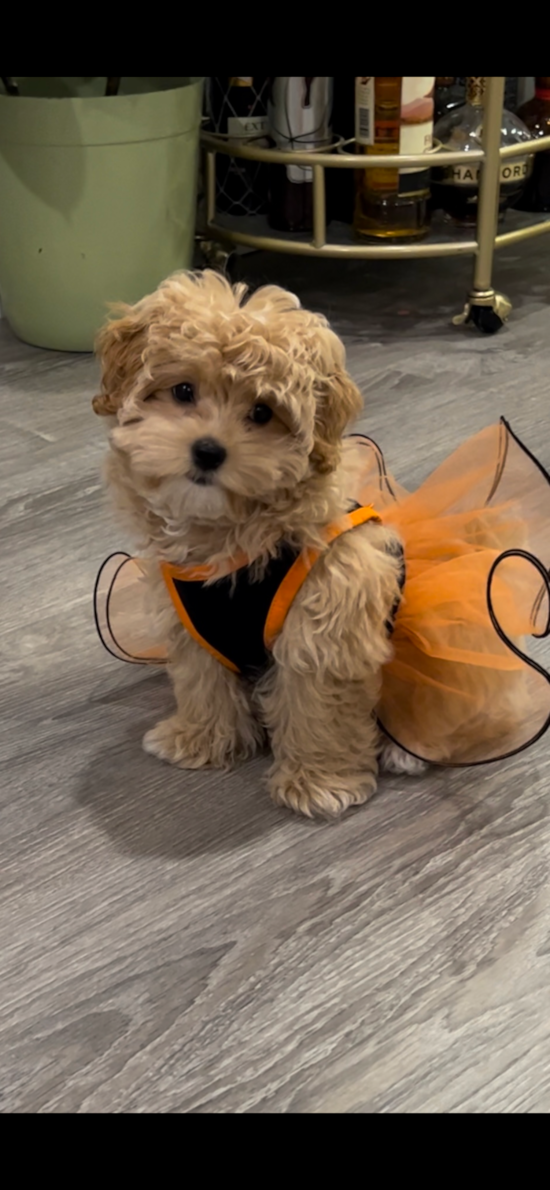 Smart Maltipoo Poodle Mix Pup