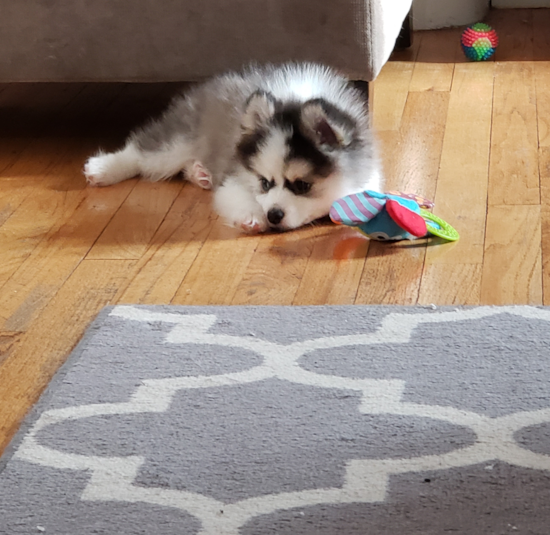 Adorable Mini Husky Designer Pup