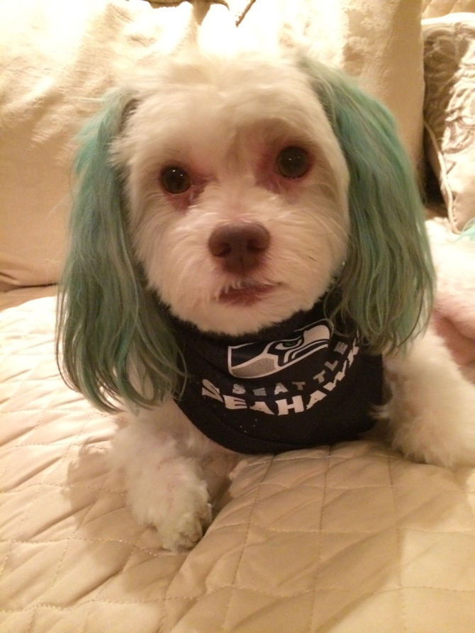 Bentley - Havanese Puppy For Sale Premier Pups Bentley - Havanese Puppy For Sale Premier Pups
