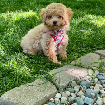 Sadie, a Poochon puppy from Toledo, Ohio Sadie, a Poochon puppy from Toledo, Ohio