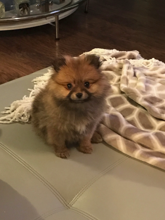 Pomeranian Being Cute